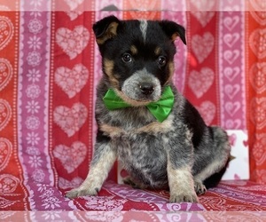 Australian Cattle Dog Puppy for sale in LANCASTER, PA, USA