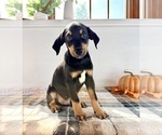 Small #1 Doberman Pinscher