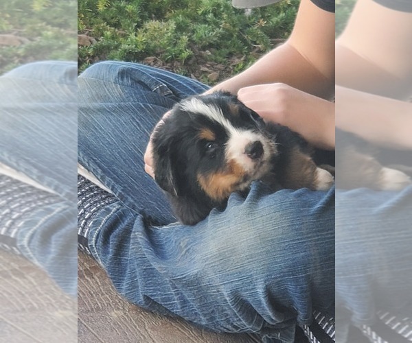 Medium Photo #9 Bernese Mountain Dog Puppy For Sale in PAXTON, IL, USA