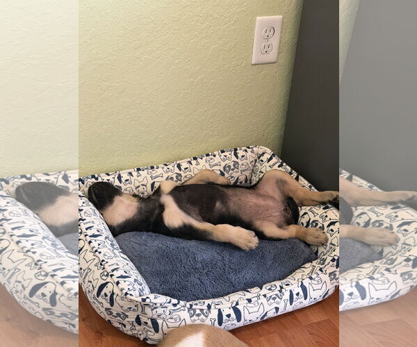 Medium Photo #15 Australian Shepherd-Unknown Mix Puppy For Sale in Valrico, FL, USA