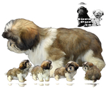 Small Photo #9 Shih Tzu Puppy For Sale in SAN DIEGO, CA, USA