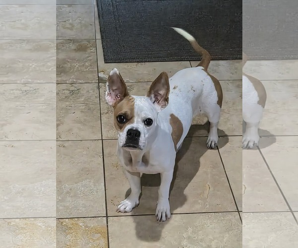 Medium Photo #1 Boston Terrier Puppy For Sale in Little Elm, TX, USA