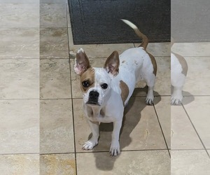 Boston Terrier Dogs for adoption in Little Elm, TX, USA