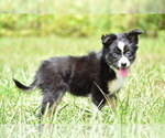 Small #5 Miniature Australian Shepherd