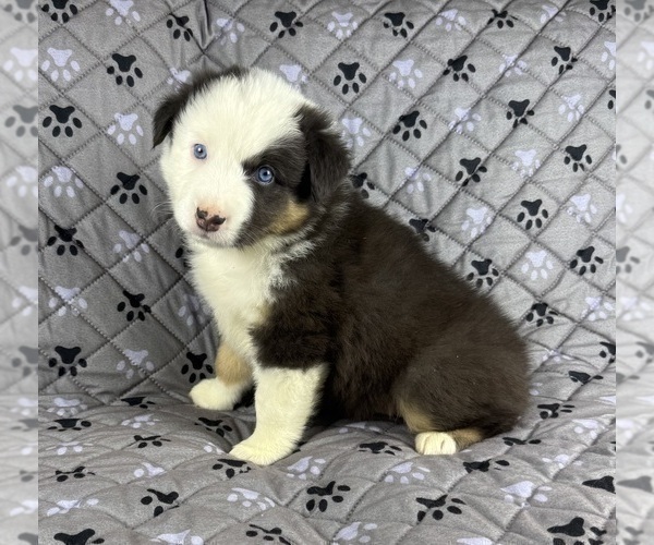 Medium Photo #8 Australian Shepherd Puppy For Sale in SALISBURY, NC, USA