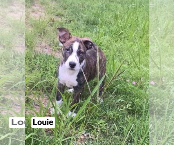 Medium Photo #7 American Pit Bull Terrier-Labrador Retriever Mix Puppy For Sale in Ridgefield, CT, USA