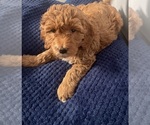 Small Photo #20 Goldendoodle (Miniature) Puppy For Sale in LOVES PARK, IL, USA
