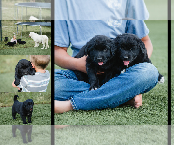 Medium Photo #1 Australian Retriever Puppy For Sale in MOORCROFT, WY, USA
