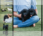 Small Australian Retriever