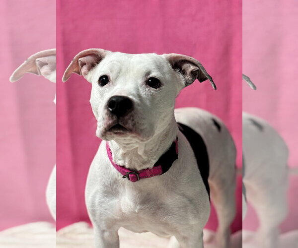 Medium Photo #1 American Pit Bull Terrier-Unknown Mix Puppy For Sale in Spring Lake, NJ, USA
