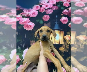 Mutt Dogs for adoption in San Bernardino, CA, USA