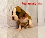 Small #9 Boxer