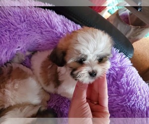 Mal-Shi Puppy for sale in KENDALL, WI, USA