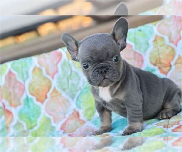 Medium Photo #2 French Bulldog Puppy For Sale in NAPLES, FL, USA
