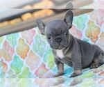 Small Photo #12 French Bulldog Puppy For Sale in NAPLES, FL, USA