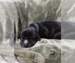 Puppy Puppy 2 German Shorthaired Weimaraner