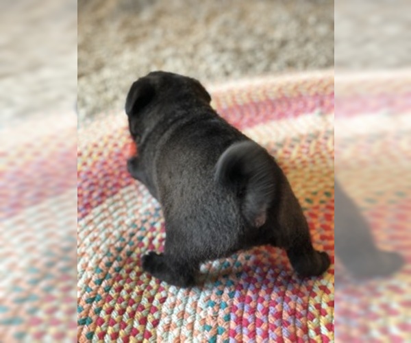 Medium Photo #2 Pug Puppy For Sale in MOSELLE, MS, USA