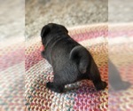 Small Photo #2 Pug Puppy For Sale in MOSELLE, MS, USA