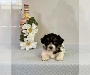 Zuchon Puppy for Sale in MOUNT PLEASANT, Michigan USA