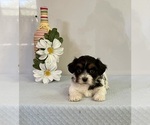 Small Photo #1 Zuchon Puppy For Sale in MOUNT PLEASANT, MI, USA