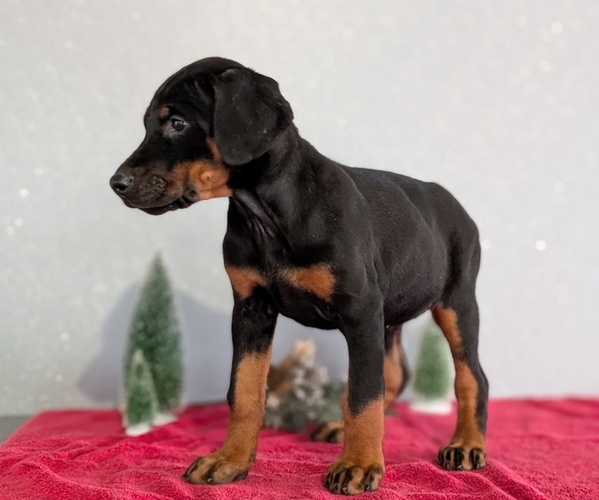 Medium Photo #80 Doberman Pinscher Puppy For Sale in GOSHEN, IN, USA