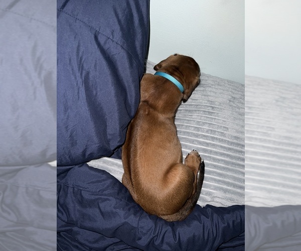 Medium Photo #14 Rhodesian Ridgeback Puppy For Sale in MURFREESBORO, TN, USA