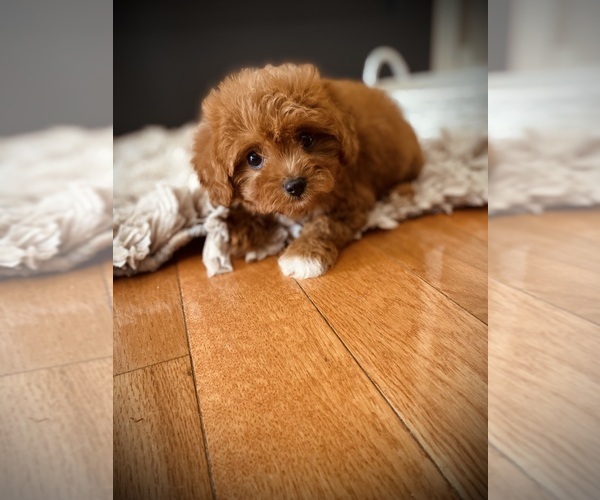 Medium Photo #2 Cavapoo Puppy For Sale in CROSSVILLE, TN, USA