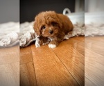 Small #1 Cavapoo
