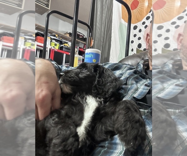Medium Photo #7 Sheepadoodle Puppy For Sale in BUFFALO, MN, USA