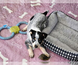 Mutt Dogs for adoption in Williamsburg, NM, USA