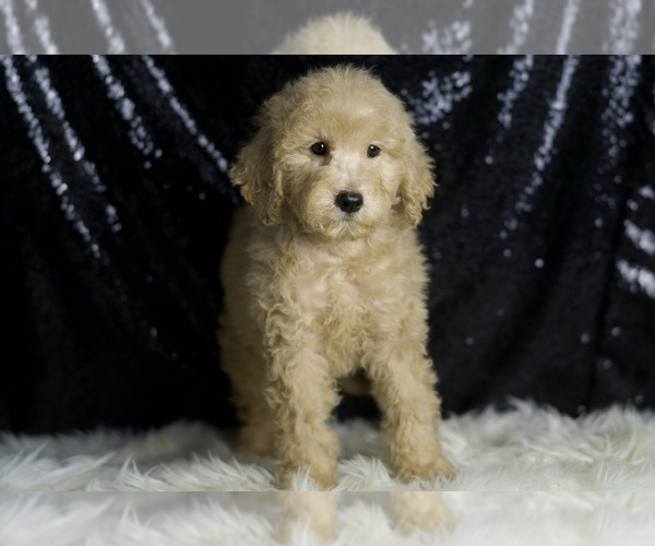 Medium Photo #2 Goldendoodle (Miniature) Puppy For Sale in WARSAW, IN, USA