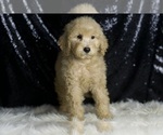 Small Photo #56 Goldendoodle (Miniature) Puppy For Sale in WARSAW, IN, USA