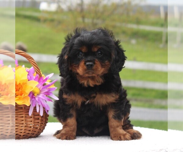 Medium Photo #1 Cavalier King Charles Spaniel Puppy For Sale in NARVON, PA, USA
