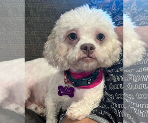 Poodle (Miniature)-Unknown Mix Dogs for adoption in Corona, CA, USA