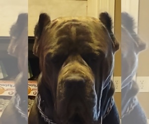 Father of the Cane Corso puppies born on 06/19/2022