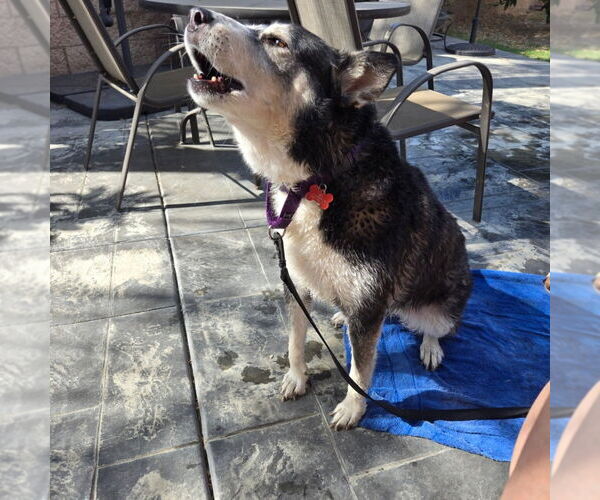 Medium Photo #16 Siberian Husky-Unknown Mix Puppy For Sale in Lake Forest, CA, USA