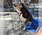 Small #15 Siberian Husky Mix