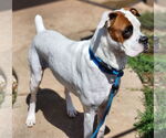Small #23 Boxer Mix