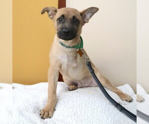 Frogger - Male German Shepherd Dog-Unknown Mix Dog for Adoption - Photo #5