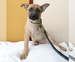 Small Photo #5 German Shepherd Dog-Unknown Mix Puppy For Sale in Minneapolis, MN, USA