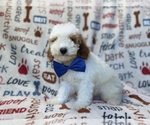 Small #1 Poodle (Miniature)