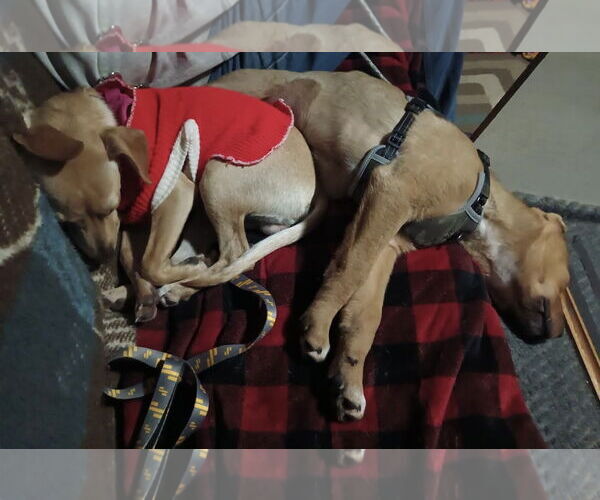 Medium Photo #17 Jack Russell Terrier-Labrador Retriever Mix Puppy For Sale in Princeton, MN, USA