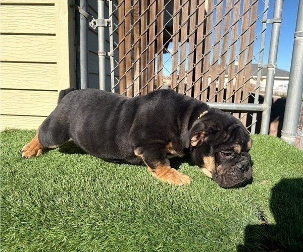 Medium Photo #24 English Bulldog Puppy For Sale in WEST HOLLYWOOD, CA, USA