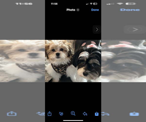 Medium Photo #1 Shih Tzu Puppy For Sale in FOLSOM, CA, USA