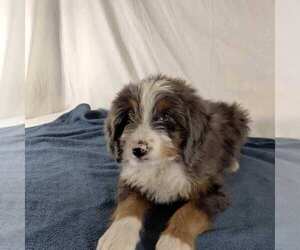 Bernedoodle Puppy for sale in FREDONIA, PA, USA