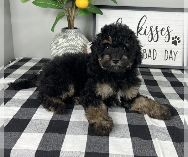 Medium Photo #2 Bernedoodle (Miniature) Puppy For Sale in FRANKLIN, IN, USA