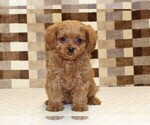 Small #2 Cavapoo (Miniature)