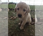 Puppy Pearl Golden Retriever