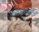 Small Photo #2 Scottish Terrier Puppy For Sale in KANSAS CITY, MO, USA
