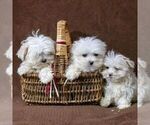 Small Photo #4 Maltese Puppy For Sale in READING, PA, USA